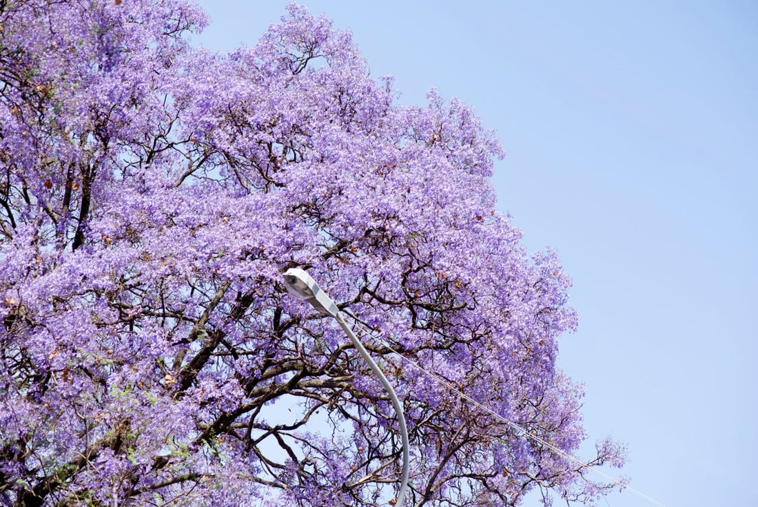 Jacaranda Beauty and Giveaway